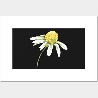 Chamomile Watercolor Posters and Art